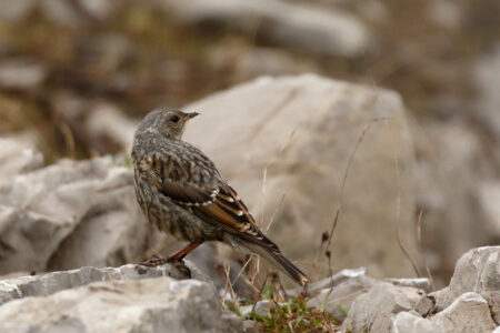 Alpine accentor