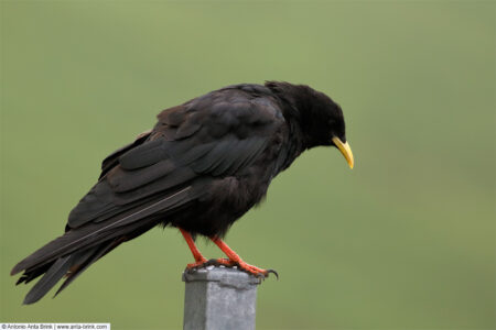 Alpine chough