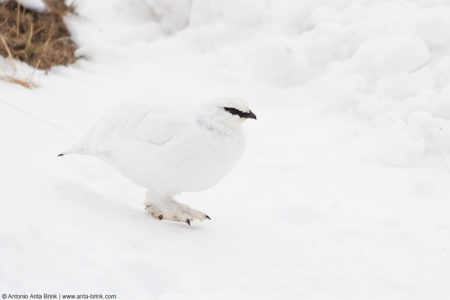 Rock ptarmigan