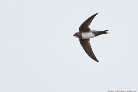 Alpine swift