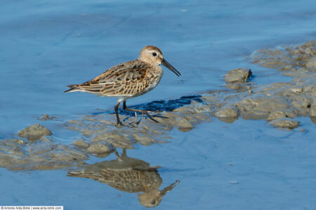 Dunlin