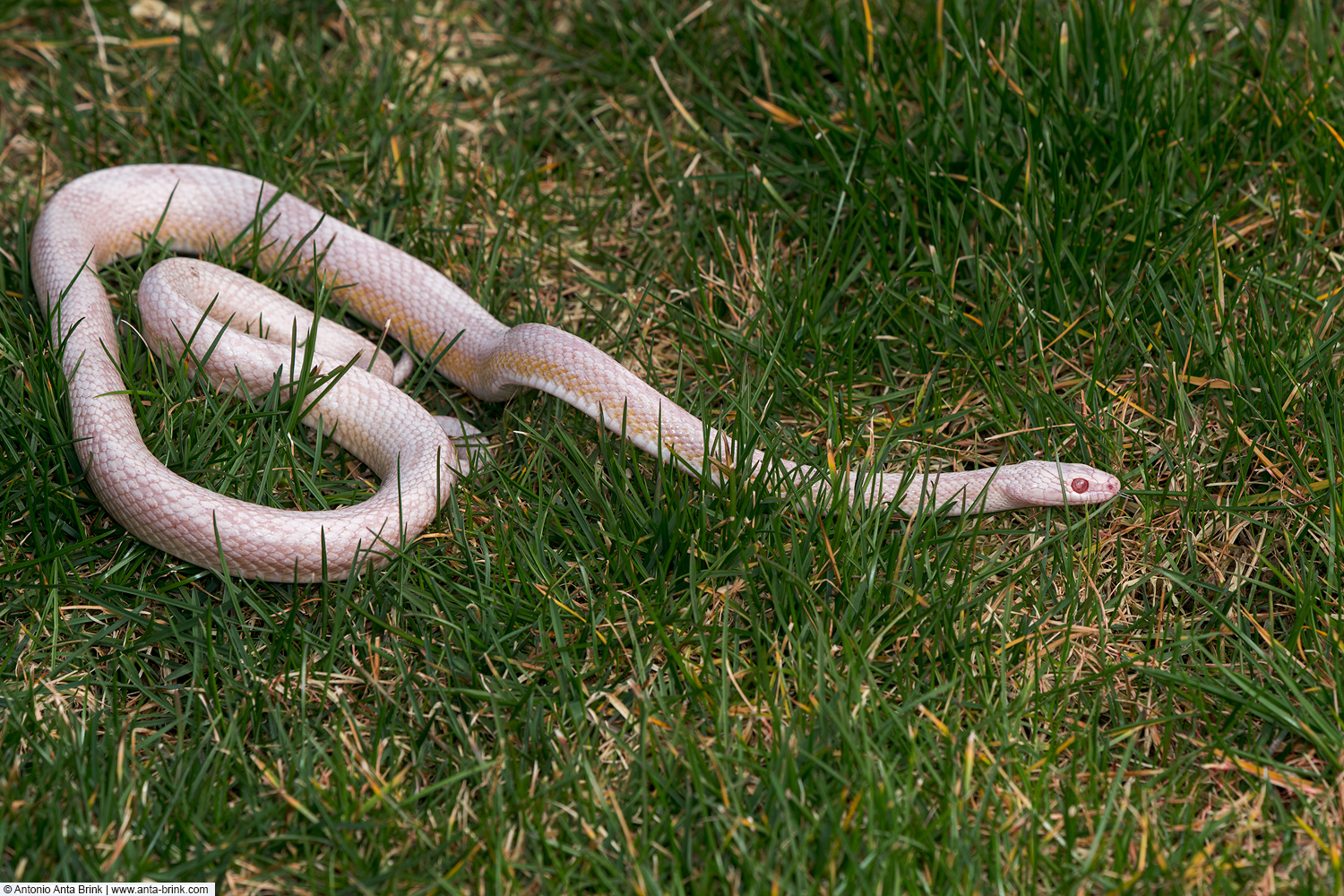 North American Ratsnake, Pantherophis. Amerikanische Kletternatter