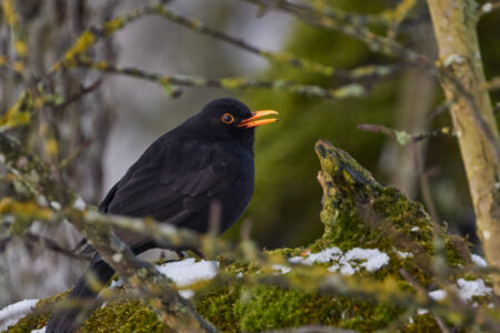 Eurasian blackbird