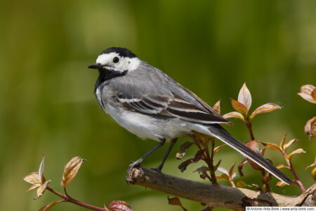 White wagtail