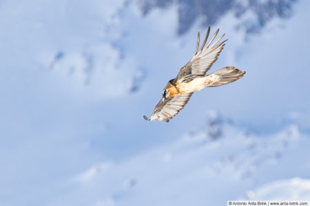 Bearded Vulture