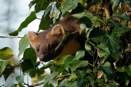 European pine marten