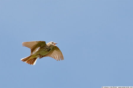 Tree pipit