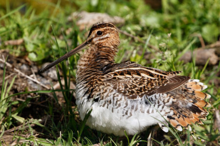 Common snipe