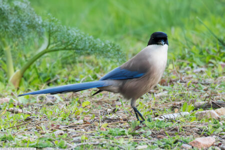 Iberian magpie