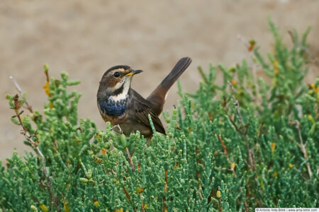 Bluethroat