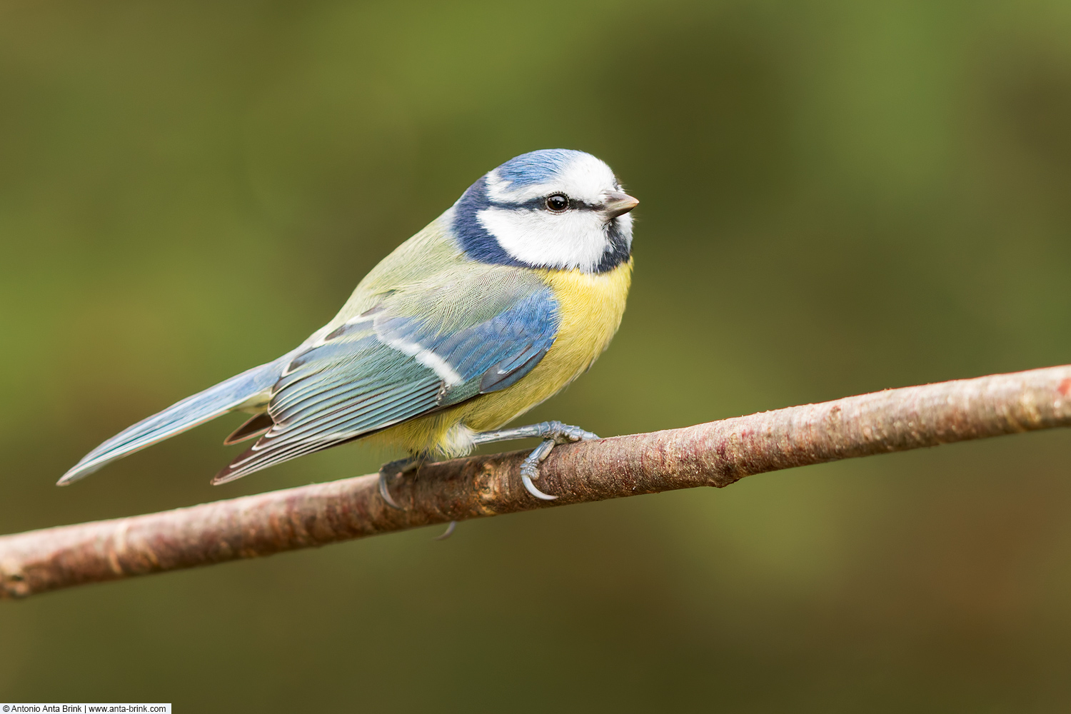 Woodlark Eurasian blue tit, Cyanistes caeruleus, Blaumeise