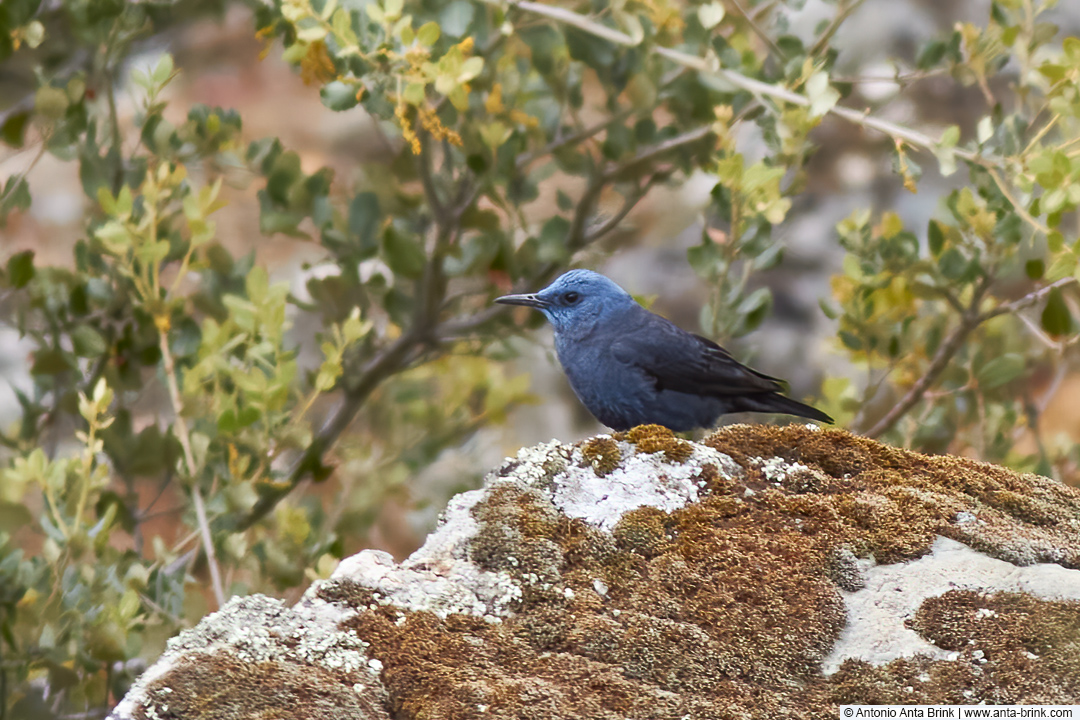 Blue rock-thrush, Monticola solitarius, Blaumerle Blue rock-thrush, Monticola solitarius, Blaumerle