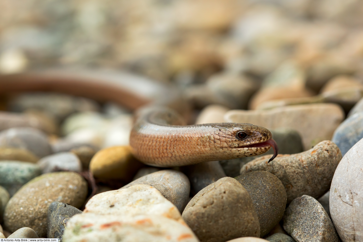 Common slow worm, Anguis fragilis, Blindschleiche