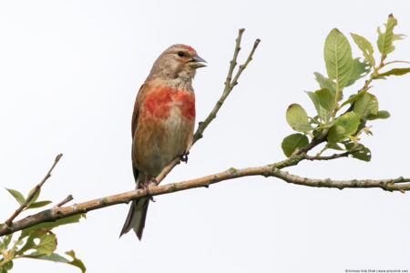 Common linnet