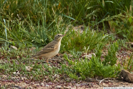 Tawny pipit