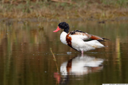 Common shelduck