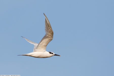 Sandwich tern