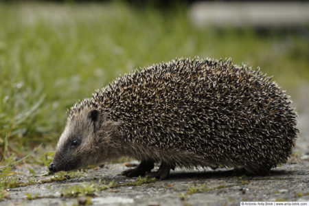 European hedgehog