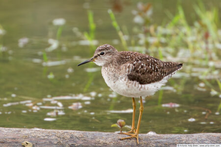 Wood sandpiper