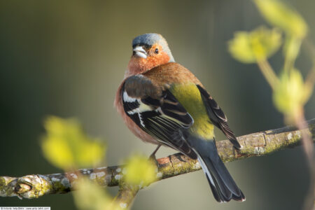 Eurasian chaffinch