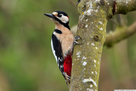 Great spotted woodpecker