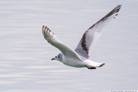 Black-legged kittiwake