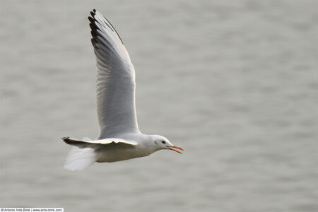 Slender-billed gull