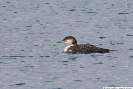 Common loon