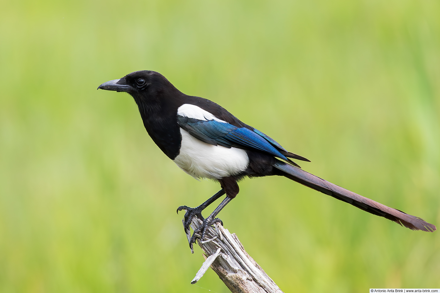Eurasian magpie, Pica pica, Elster