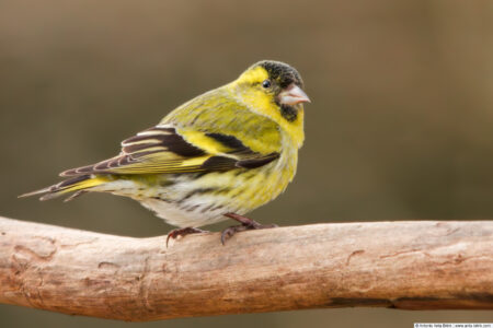 Eurasian siskin