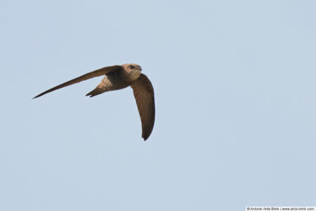 Pallid swift