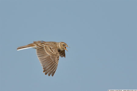 Eurasian skylark