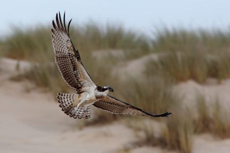 Osprey