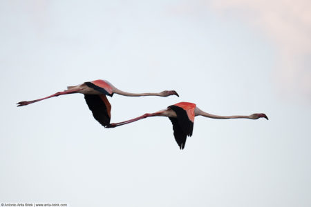 Greater flamingo