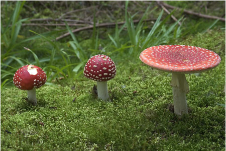 Fly amanita