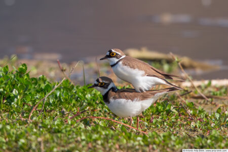 Little ringed plover