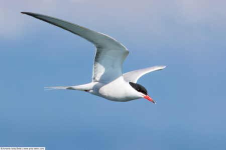 Common tern