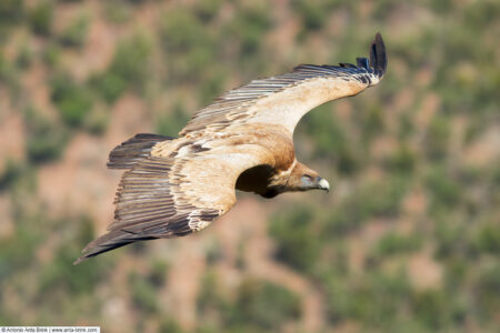 Eurasian griffon vulture