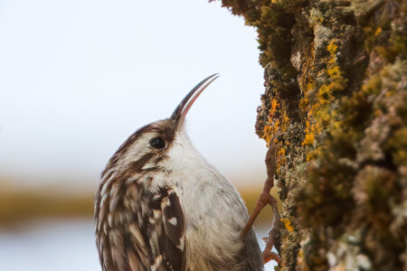 Short-toed treecreeper