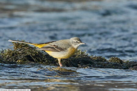 Grey wagtail