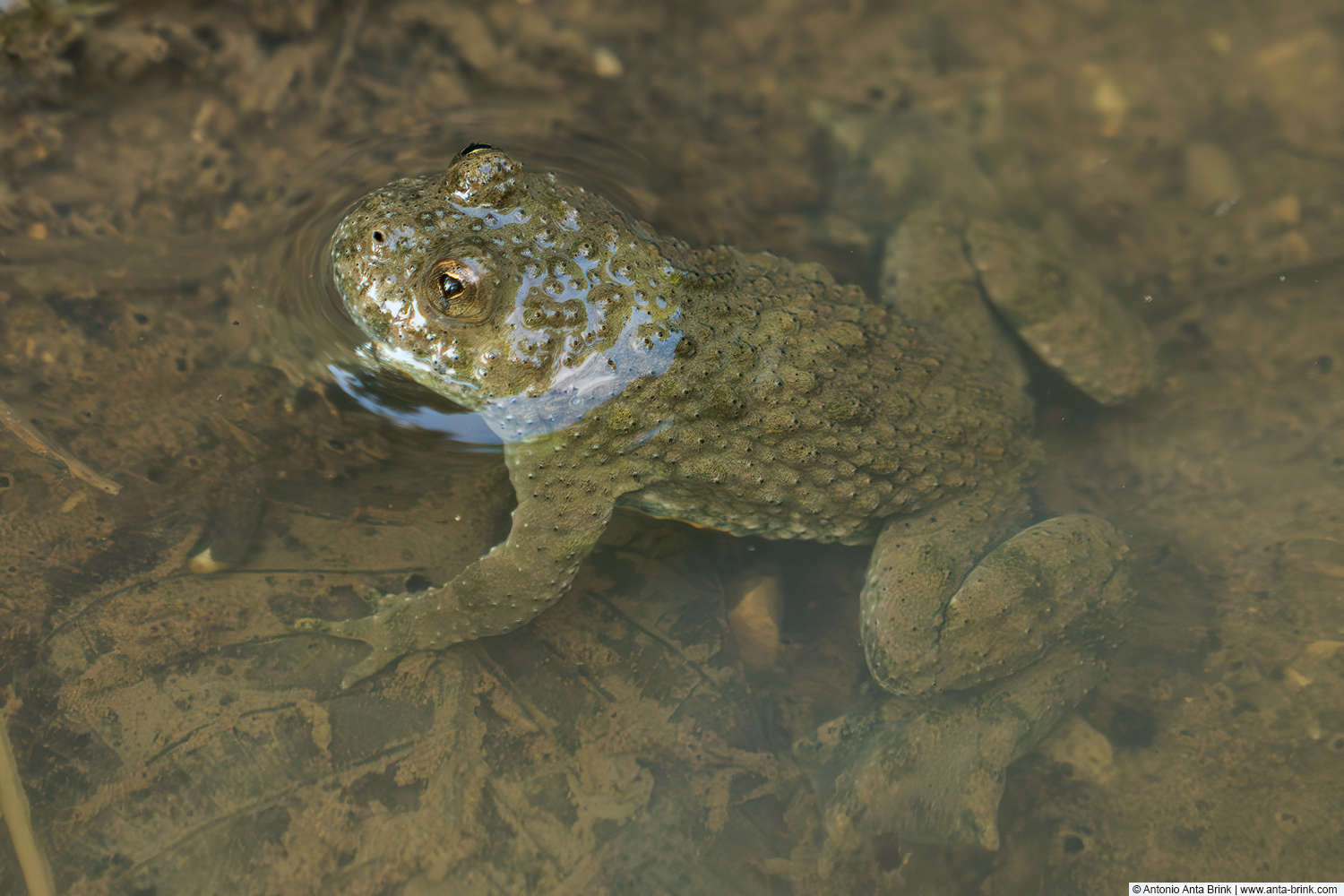 Yellow-bellied toad, Bombina variegata, Gelbbauchunke