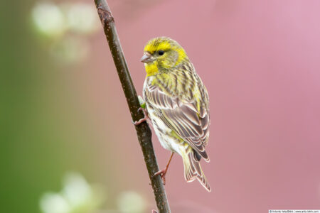 European serin