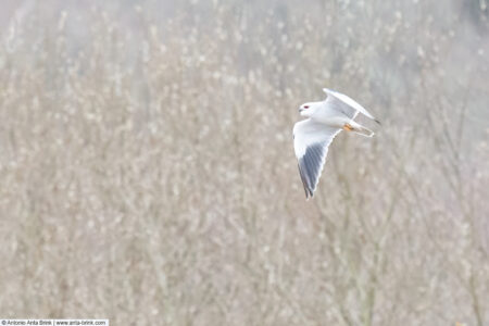 Black-winged kite