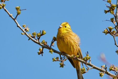 Yellowhammer