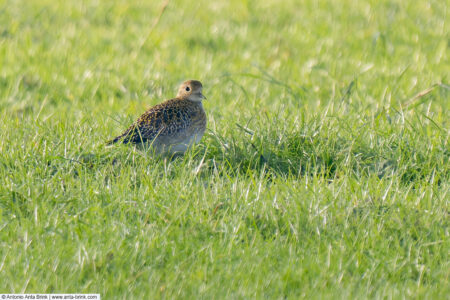 European golden plover