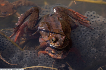 Common frog