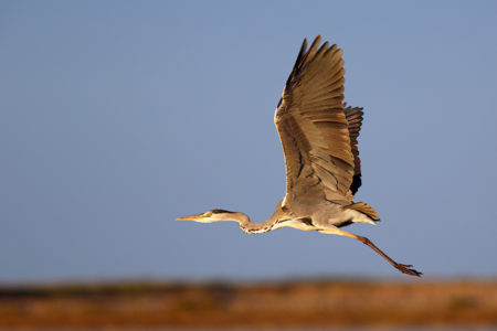 Grey heron