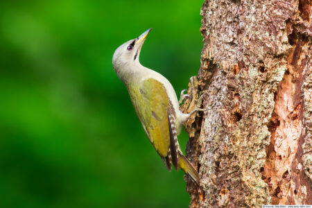 Grey-headed woodpecker