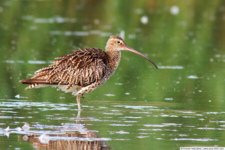 Eurasian curlew