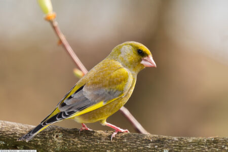 European greenfinch